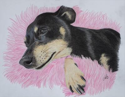 pinscher nain